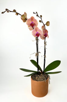  Orchid in Terracotta Pot