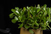 Jade Plant