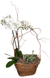 Orchid Basket