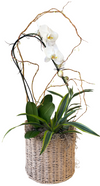 Orchid Basket